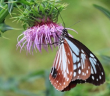 自然の保全と活用