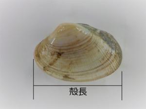 貝の殻長
