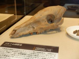 イノシシ類の頭蓋骨