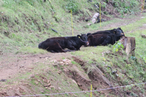 肉用牛（黒毛和種）の周年放牧