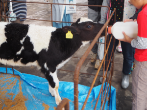 乳用牛（ホルスタイン種）子牛への人工哺乳