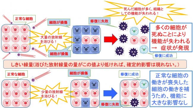 確定的影響について説明したイラストです。