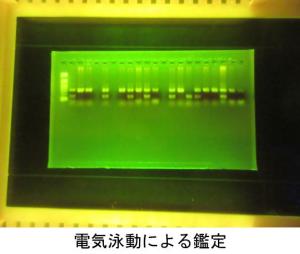 電気泳動による鑑定