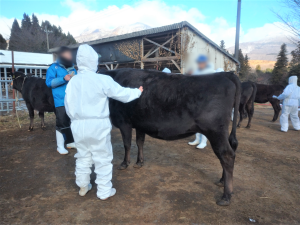 家畜審査競技会の様子写真