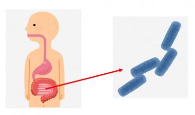 ウェルシュ菌のイメージです。