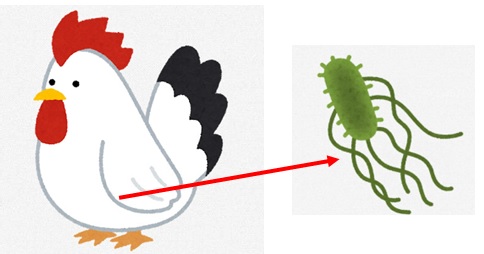 ニワトリの腸管内にサルモネラ属菌が存在しているイメージです