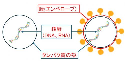 ウイルスのイメージです。