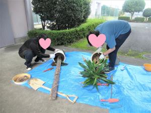 協働プログラムで観葉植物の植え替えをしています