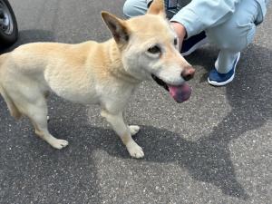 保護犬