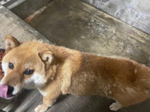 保護した犬