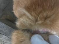 首輪