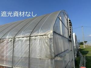 ハウス遮光なしの写真