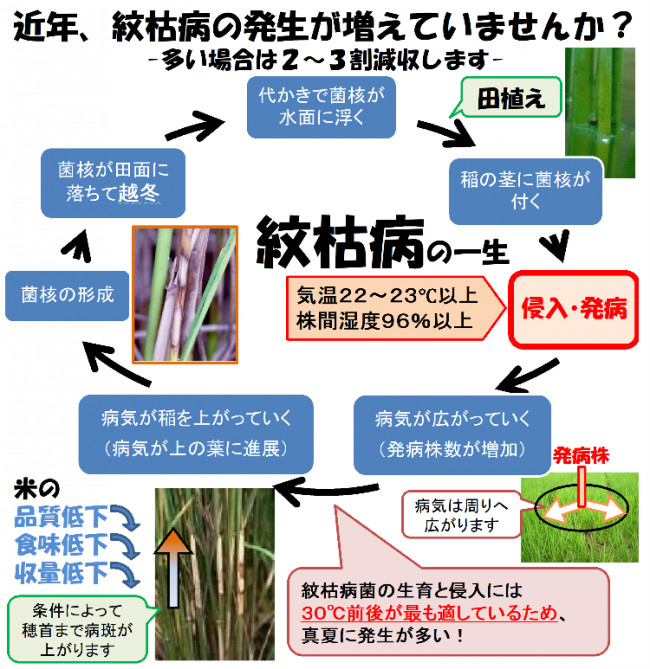 紋枯病伝染環