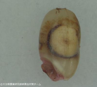 斑点米