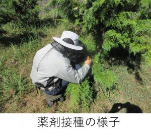 薬剤接種の様子