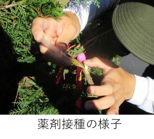 薬剤接種の様子