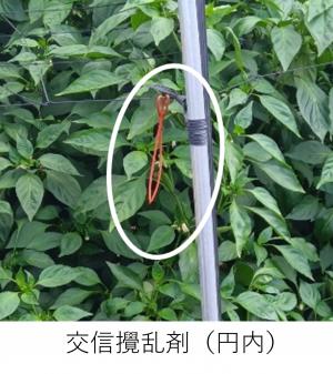 攪乱剤の写真