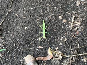 カマキリ