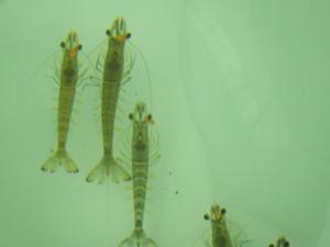 標識クルマエビ