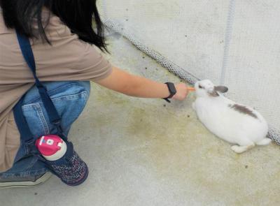 うさぎ