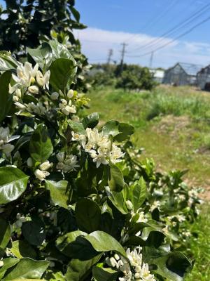 圃場の写真