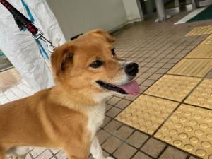 保護犬