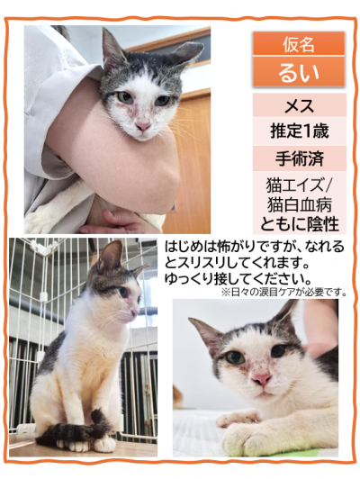 1歳、白キジ、♀、手術済み、ウイルス陰性