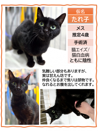 4歳、黒、♀、手術済み、ウイルス陰性