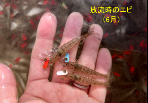 圃場の写真