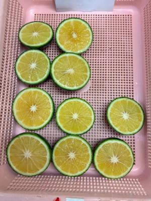 圃場の写真