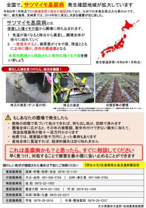 サツマイモ基腐病対策チラシ
