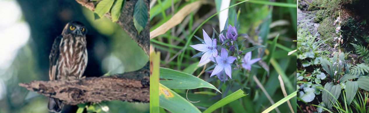 希少野生動植物