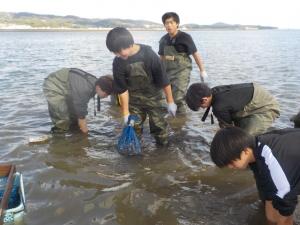 アサリ袋網の交換作業