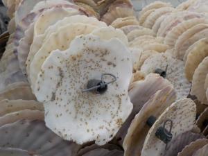 養殖マガキを海中に沈める様子