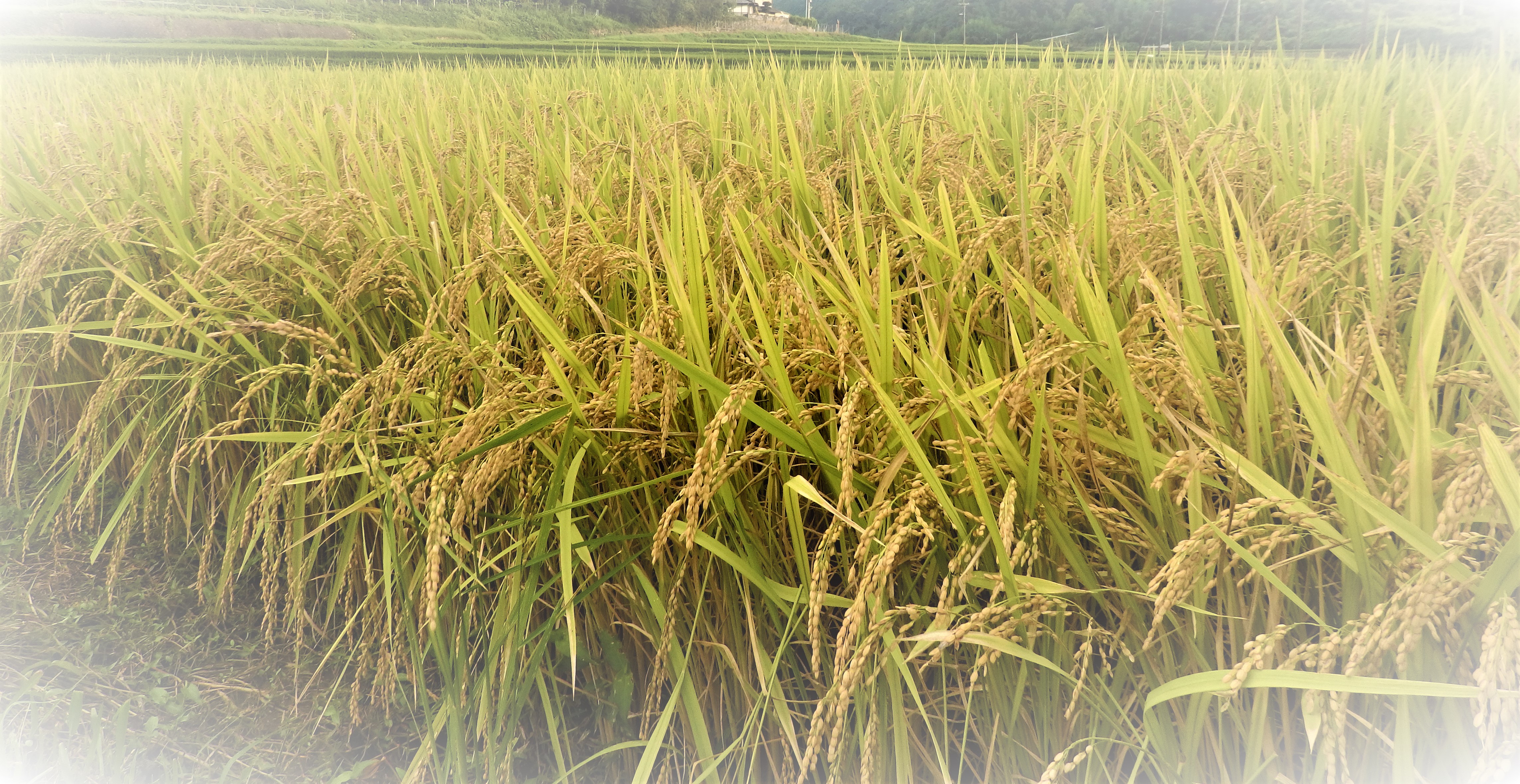 大分県のお米に関するページ（栽培技術情報）のタイトル画像